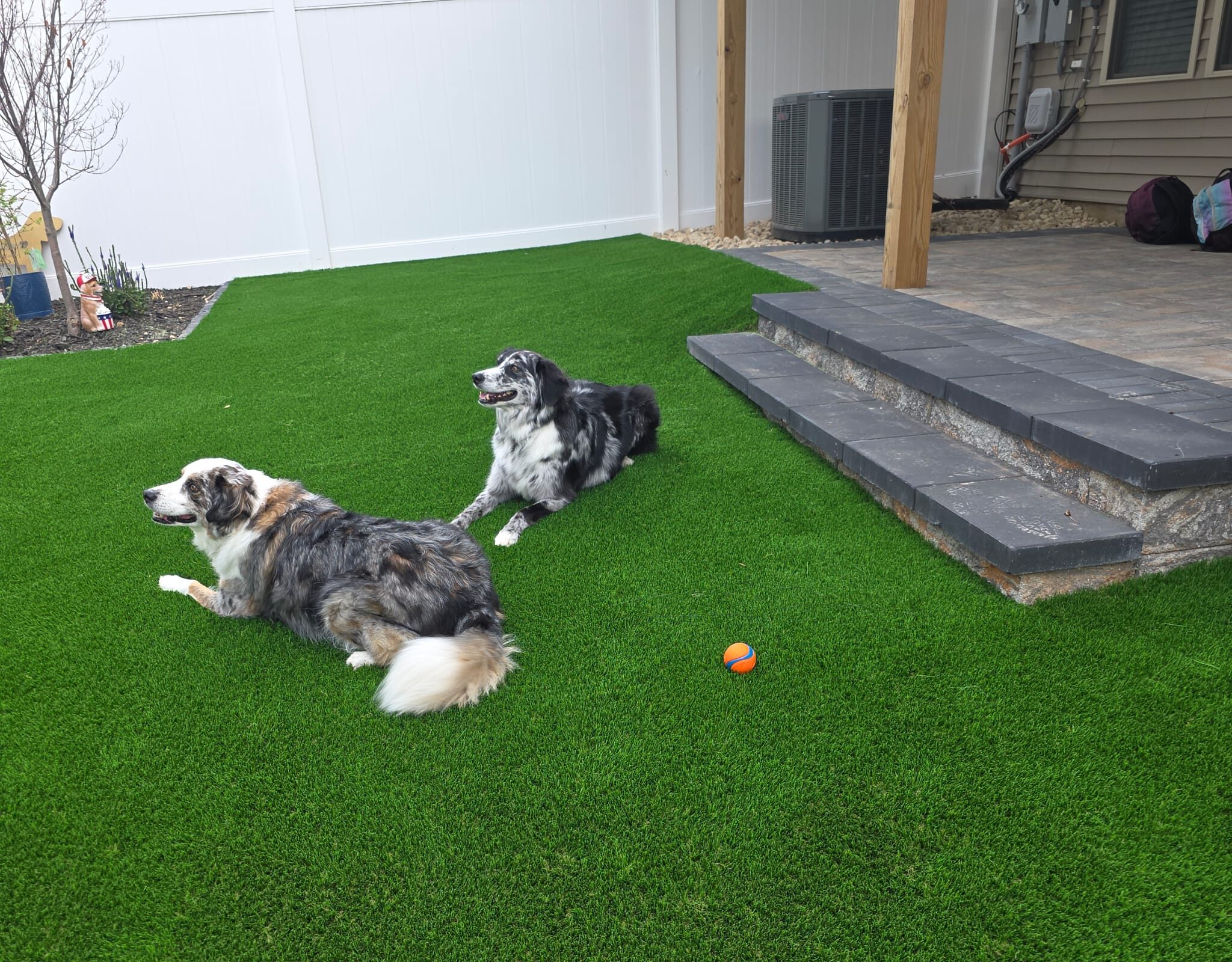Two dogs relaxing on artificial turf in a residential backyard