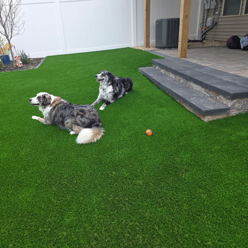 Two dogs relaxing on artificial turf beside a paver patio in a Leesburg backyard